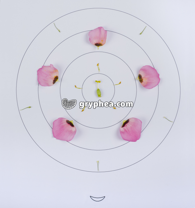 Dissection fleur de Lysianthus - diagramme floral - gryphea.com